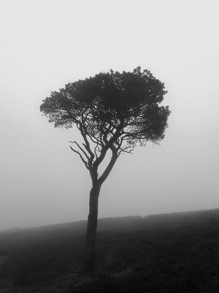 Lonely Tree On The Ascent